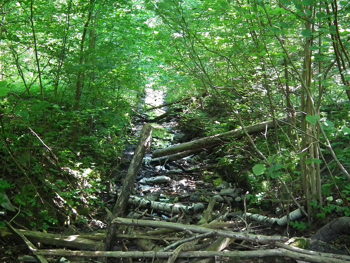 Mühlenbach aus dem Mühlensee Ankershagen